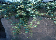 Grape Ivy