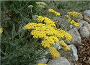 Yarrow Moonshine