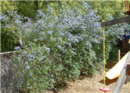 Blue Blossom Ceanothus