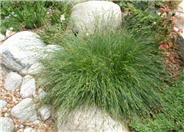 California Meadow Sedge