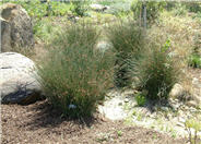 California Gray Rush