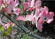 Flowering Dogwood, Eastern Dogwood