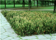 Mugho Pine