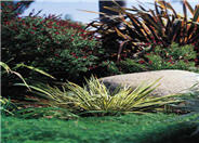 New Zealand Flax