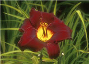 Hybrid Daylily