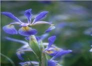 Premier Dutch Iris