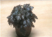 Burnished Bronze Coral Bells