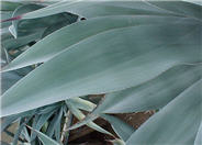 Smooth-edged Agave