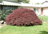 Crimson Queen Maple