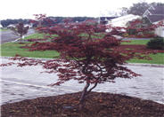 Ribbonleaf Purple Japanese Maple