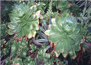 Aeonium Succulent species