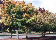 Norway Maple