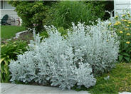 Dusty Miller, Silver Groundsel