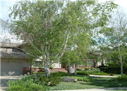 White Birch, European White Birch