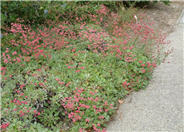 Red Buckwheat