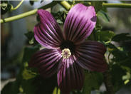 Island Tree Mallow, Rose Mallow