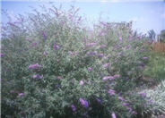 Cushion Butterfly Bush