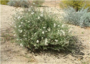 Arizona or Flattop Buckwheat