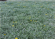 Gazania, Treasure Flower