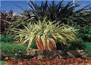 Tricolor Mountain Flax