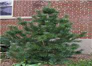 Vanderwolf's Pyramid Pine