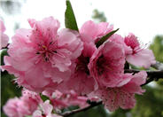 Red Tip Flowering Plum