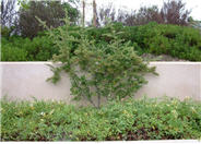 Graberi Pyracantha