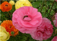 Garden Ranunculus, Persian Buttercu
