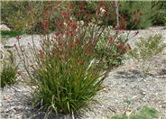 Kangaroo Paws