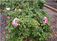 Shrub Rose