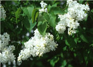 Common Lilac