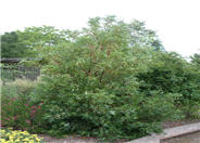Island Ironwood