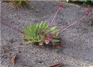 Baja Dudleya