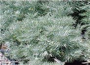 Silver Wormwood