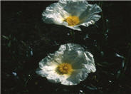 Cushion Rockrose