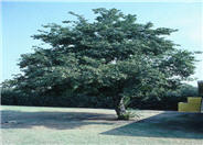 Italian Alder