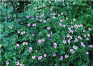 Endress' Cranesbill or Geranium