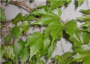 Boston Ivy