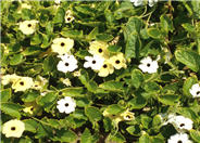 Black Eyed Susan Vine