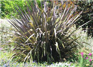 New Zealand Flax