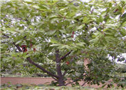 Carolina Laurel Cherry