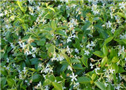 Star Jasmine, Confederate Jasmine