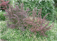 Red Leaf Japanese Barberry