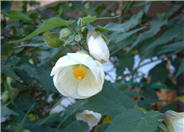 Flowering Maple, Chinese Lantern