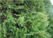 American Arborvitae, Eastern White