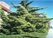 Hollywood Twisted Juniper, Hollywoo